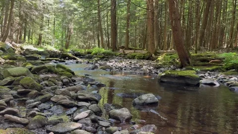 Clear Forest Stream Flowing Through Moss Covered Rocks in Big Flat Brook, Ne Stock Footage 340986660