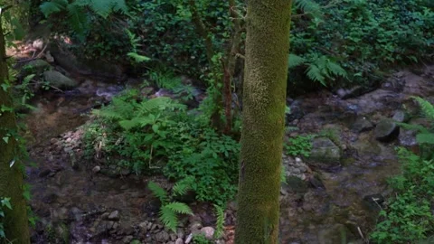 A clear forest stream flowing through green ferns and mossy rocks. Stock Footage 342419396