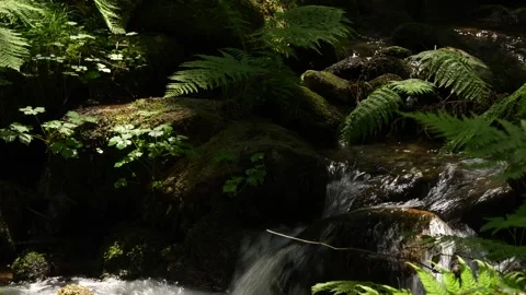 A clear forest stream flowing through green ferns and mossy rocks. Stock Footage 342419501