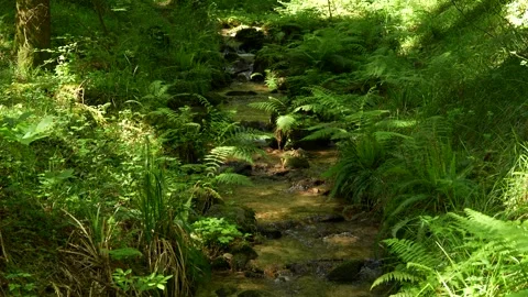 A clear forest stream flowing through green ferns and mossy rocks. Stock Footage 342419515