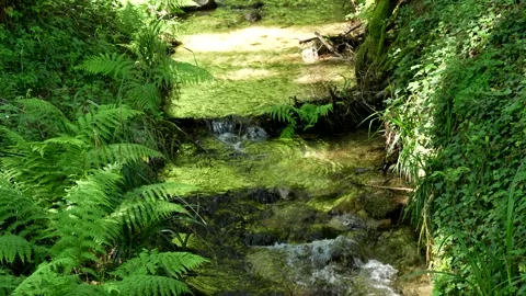 A clear forest stream flowing through green ferns and mossy rocks. Stock Footage 342419590
