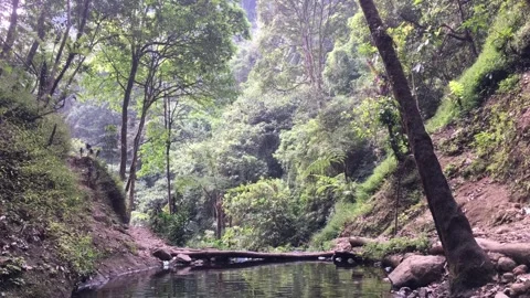 Clear Forest Stream Flowing Through Lush Green Woodland Stockbeeldmateriaal 346274155