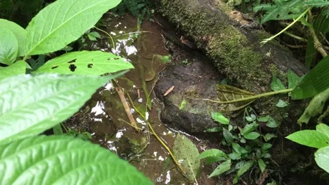 Clear Forest Stream Flowing Through Mossy Logs in Tropical Rainforest Stockbeeldmateriaal 347694223