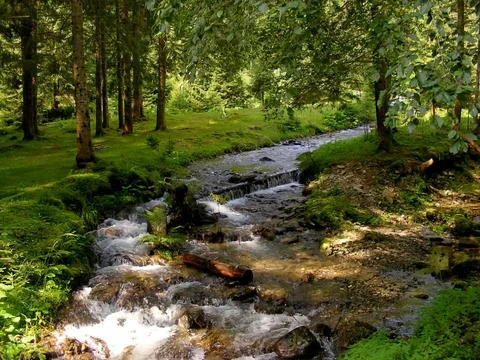 Clear forest stream flowing through scenic green glade landscape Stock Photos