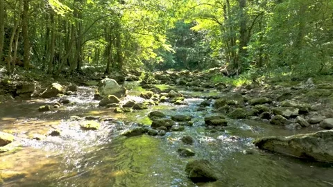 Clear forest stream flows over mossy rocks in sunlight. Stock-Footage 341387987
