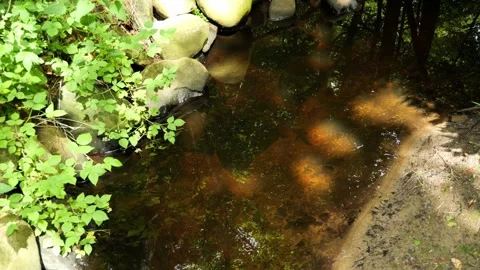 Clear forest stream reflecting sunlight and trees 動画素材 337735512