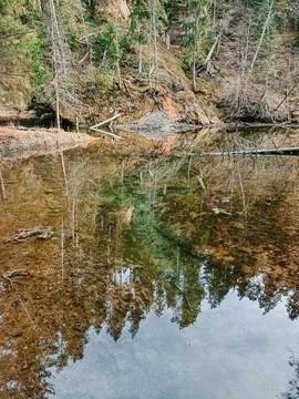 Clear Forest Stream Reflection with Trees in Tranquil Wilderness 库存照片