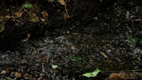 Clear forest stream water flowing over rocks 動画素材 337730653