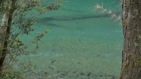Clear fresh water flowing through river in the forest Stock Footage 256183596