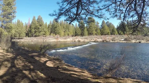 Clear fresh water river surrounded by beautiful pines ,Natural Oregon 4K Stock Footage 125837665