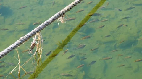 Clear freshwater river with small fish swimming below the surface Vídeo Stock 296084530