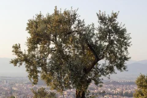 Clear front shot of olive tree in anatolia Stock Photos