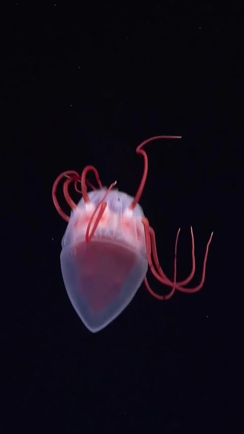 A clear glass squid dancing in the deep sea Vidéo 334304862