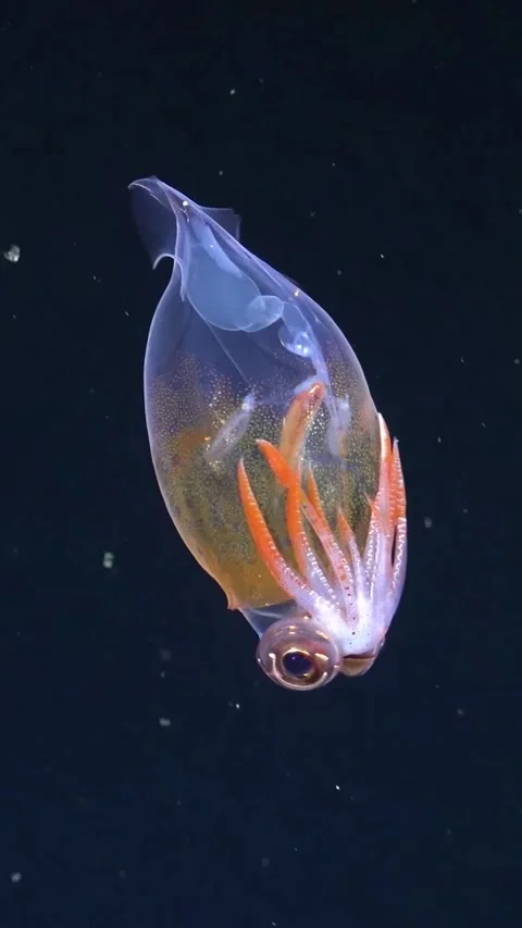 A clear glass squid dancing in the deep sea 库存影片 334305305