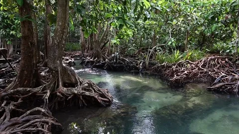 The clear green stream flows through the mangrove forest root.  Stock Footage 87686968