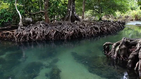The clear green stream flows through the mangrove forest root.  Stock Footage 87687032
