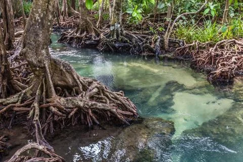 The clear green stream flows through the mangrove forest root. .In the midst  Stock Photos