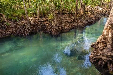 The clear green stream flows through the mangrove forest root. .In the midst  Stock Photos