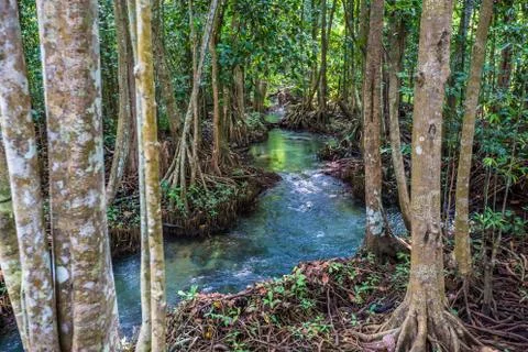 The clear green stream flows through the mangrove forest root. .In the midst  Stock Photos