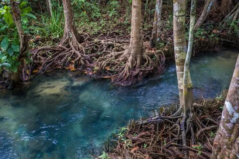 The clear green stream flows through the mangrove forest root. .In the midst  Stock Photos