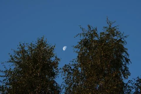A clear half-disk of the moon in the blue sky between the tops of the birches Stock Photos