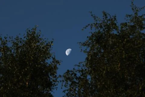 A clear half-disk of the moon in the blue sky between the tops of the birches Stock Photos