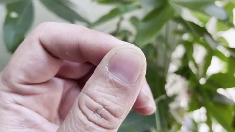 Clear Image of Asian Hand Nails - Left and Right Close View Video stock 279378033