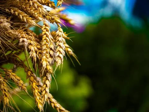 A clear image capturing the texture and color of mature wheat Stock Photos