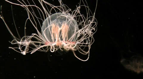 Clear jellyfish Stock Footage 1052487