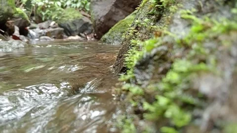 Clear Jungle River Flowing Through Tropical Landscape Stock Footage 329775569
