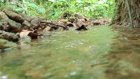 Clear Jungle Stream Flowing Through Rocks – Tropical Nature Scene Stock Footage 329781144