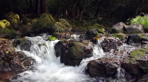 Clear Jungle Stream with Mossy Rocks Stock Footage 4240449