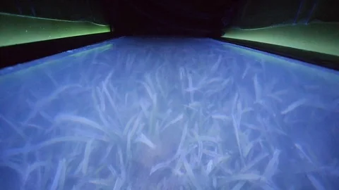 Clear Kayaking at Night Stock Footage 118547085