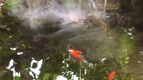 A clear koi fish pond with flowing and misty water Stock-Footage 231447664