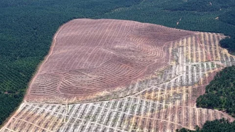 Clear land with rows of crops Stock Footage 332610509