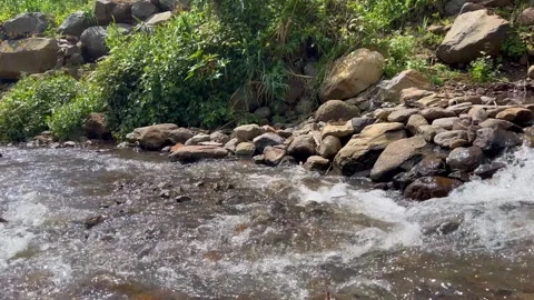 Clear Mountain Creek Close-Up with Flowing Water Sound, Lush Green Nature Stockbeeldmateriaal 331806000