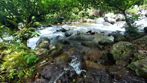 Clear Mountain River Flowing Over Rocks in Lush Tropical Forest Stock Footage 323568122