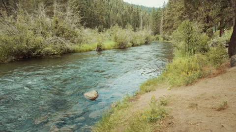 Clear mountain river flowing past a sandy bank and pine forest Stock-Footage 348047007