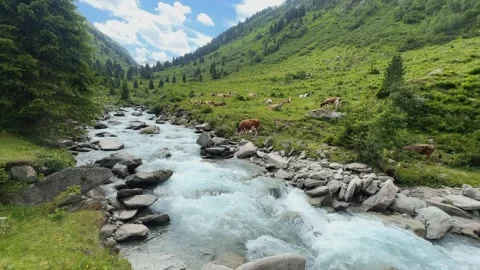 Clear mountain river flowing through an idyllic Koenigsleiten valley with g.. Stock Footage 343545419