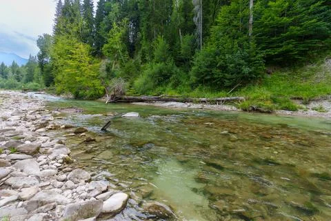 Clear Mountain River Flowing Through the Scenic Ammer Gorge Forest Stock Photos