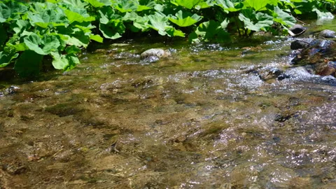 Clear mountain river foaming among rocks and vegetation. Stock Footage 166241639