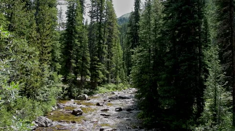 Clear Mountain River with Pines Stock Footage 53233977