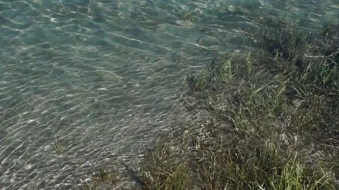Clear mountain river with sun speckles on water Stock Footage 76641034