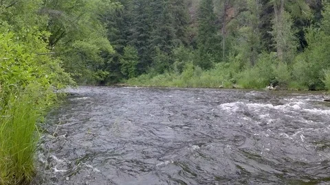 Clear mountain run off water flows through the forest. Stock Footage 93496837