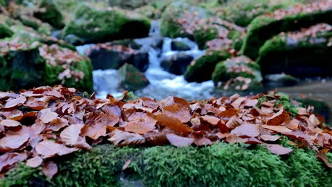 Clear Mountain Stream And Leaf Covered Boulders Stock Footage 144054088