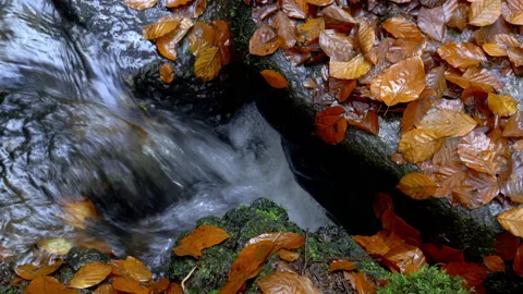 Clear Mountain Stream In The Autumn Forest Stock Footage 143924243