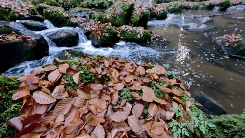 Clear Mountain Stream In The Autumn Forest Stock Footage 143927846