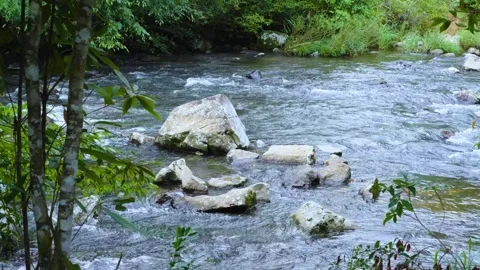 Clear mountain stream flowing over rocks in lush forest – 4K Nature Footage Stock Footage 311649590