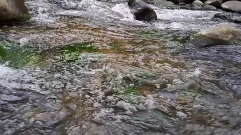 Clear Mountain Stream Flowing Over Rocks in Natural Forest Stock Footage 312648189