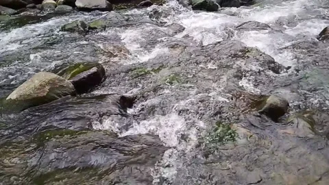 Clear Mountain Stream Flowing Over Rocks in Natural Forest Stock Footage 312648386